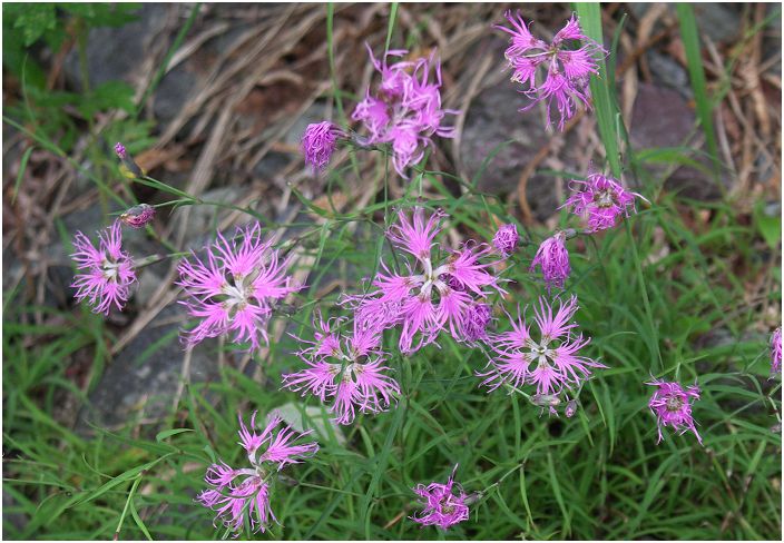 �^�J�l�i�f�V�R�i�i�f�V�R�ȁj