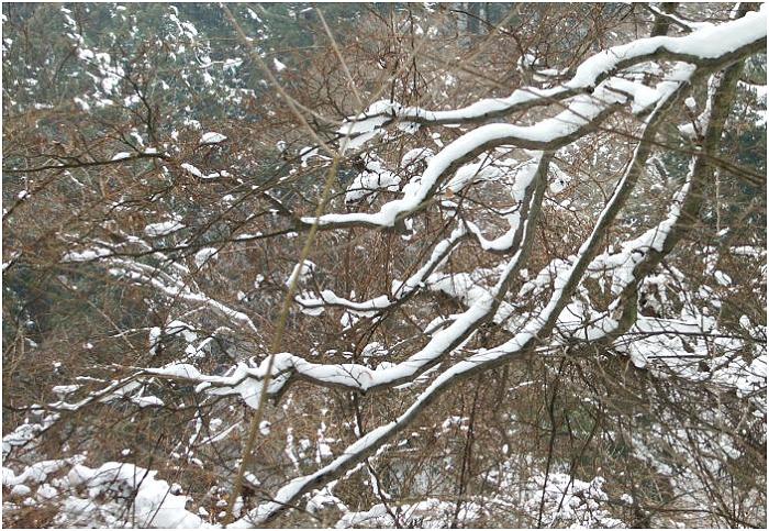 ����߂��ɂȂ�Ǝ��E�̊J�������̖ڑO�ɁA�Y��Ȏ��X�Q���W�J���Ă���܂��I(^_^)v