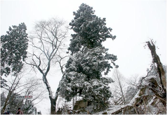 �R������������ɕt�߂̖ڑO�ɁA�傫�Ȑ��̖؂̎��X���E�E�E�E�E�E