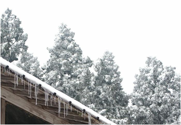 �u�i�т̎��X���Y��ł����A�傫�Ȑ��̖؂̎��X���Y�킩�����ł��ˁI