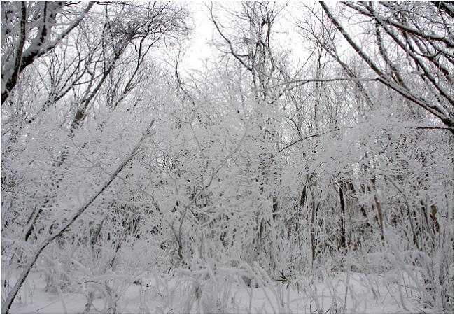 �Ђ�����V���b�^ON�I�肪��������ŃV���b�^���v���ɔC�����I(-_-;)