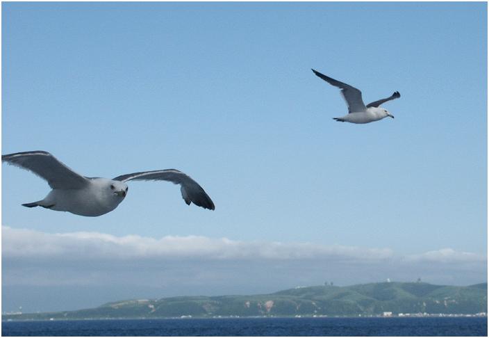 �t���`���痘�K���ւ̃t�F���[�ɂ́A�J�����̏W�c���t���Ă��܂��B�ǂ�����q���^����a���ړI�̂悤�ł��B