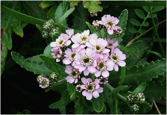 ��������������鏊�ɁE�E�E�u�L�^�m�R�M�m�\�E�v