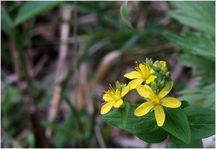 �ƂɐA����Ă���q�y���J���ɂ悭�����u�I�g�M���\�E�v