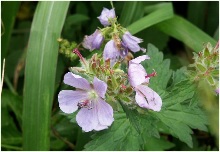 �o�R���[�Ō������ȉԁA�}�ӂɂ��Ɓu�`�V�}�t�E���v