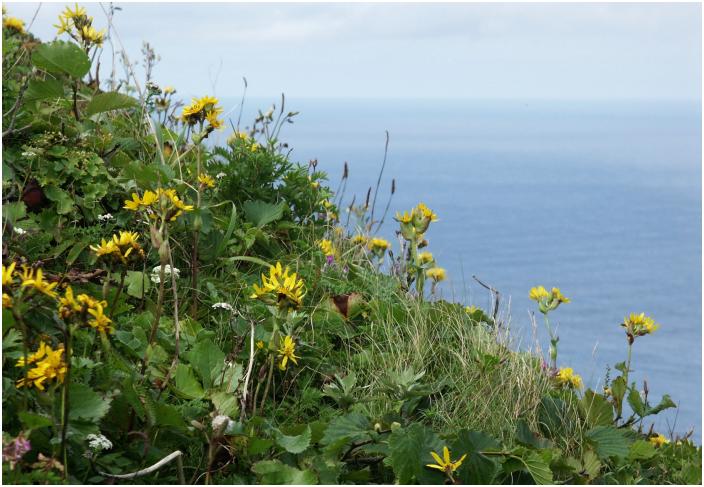 �W�]�R�[�X�̗��T�C�h�́A���Ԕ��̘A���ł����B�}�ȎΖʂɁu�g�E�Q�u�L�v�������ς��I