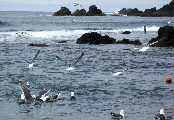 ���m�E�l���猩���n������ʂ̊C�݂��E�E�E