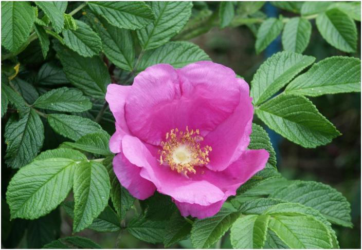 ���[�`�t�F���[�^�[�~�i���Ō����u�n�}�i�X�v�������L��������܂����B