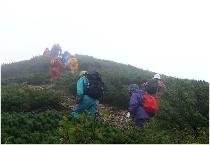 ����߂��ɂȂ�ƁA��؂̃n�G�}�c�ƍ��т̘A���ł��B