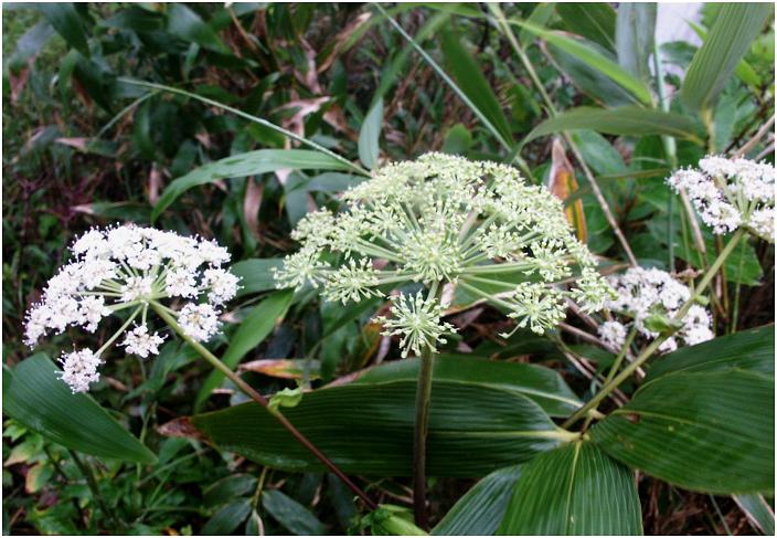 �o�����ɂ́A�J���~������~�񂾂�ŉԁX�̎B�e���o���Ȃ������̂ŉ��R���ɁE�E�E�u�~���}�V�V�E�h�v�ł��傤���I