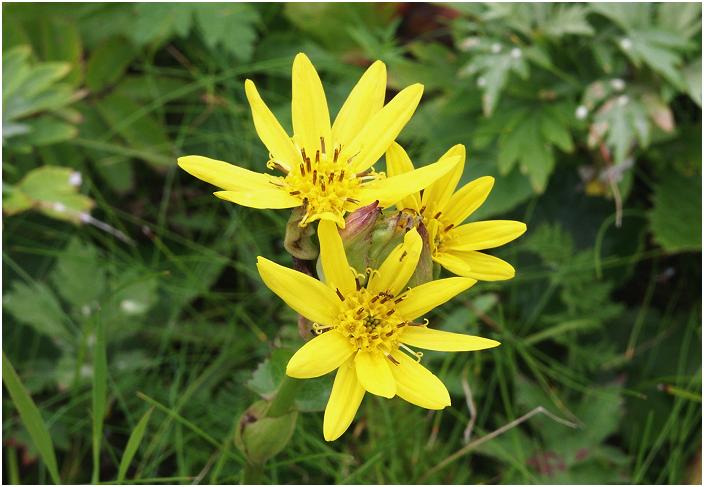 ��������Ƃ��ɍ炢�Ă����u�g�E�Q�u�L�v