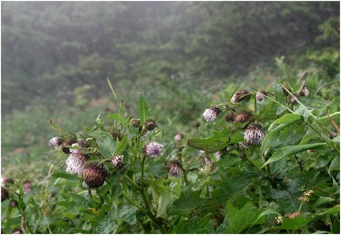 �o�R�����T�C�h�ɍ炢�Ă����A�U�~�̎�ނł��傤���I