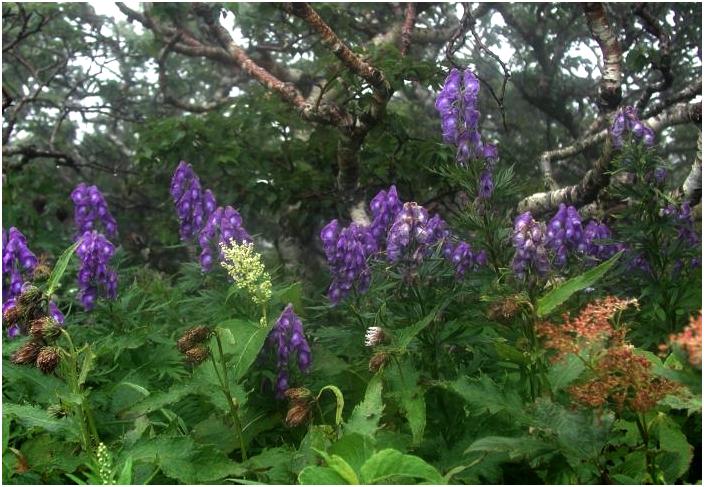 �W���ڂ��߂����ӂ肩��ғłŒm����g���J�u�g�̉Ԃ���t�I