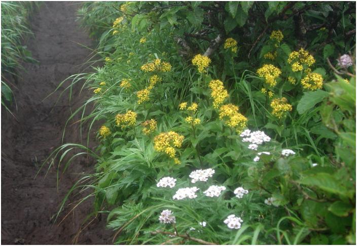 ���̕ӂ�ł͎��E�̓[���ł������A�����ɍ炢�Ă���ԁX�̂��A�Ŕ����Y���قǂł����B�u�A�L�m�L�����\�E�v�A�u�m�R�M���\�E�v