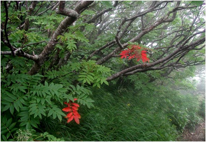 �u�i�i�J�}�h�v�̈ꕔ�̗t���ς��Y��ɍg�t�A�Z���Ă��I���Ȃ�ł��傤���I