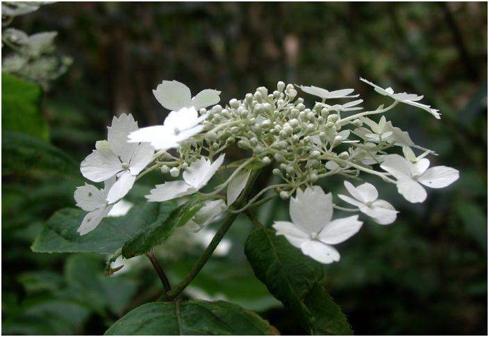 �o�R���ӂ�Ɉ�t�炢�Ă����A�ԕق̓A�W�T�C�̉Ԃ݂����ł����E�E�E�E�����Ă����T���x�c�Ԑ}�ӂɂ��f�ڂȂ��ł����B(-_-;)