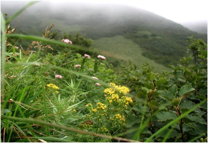 �[�̓K�X���؂�āA���E���Y��Ɍ����Ă��܂����B�o�R�����T�C�h�̉ԁX�ł��B