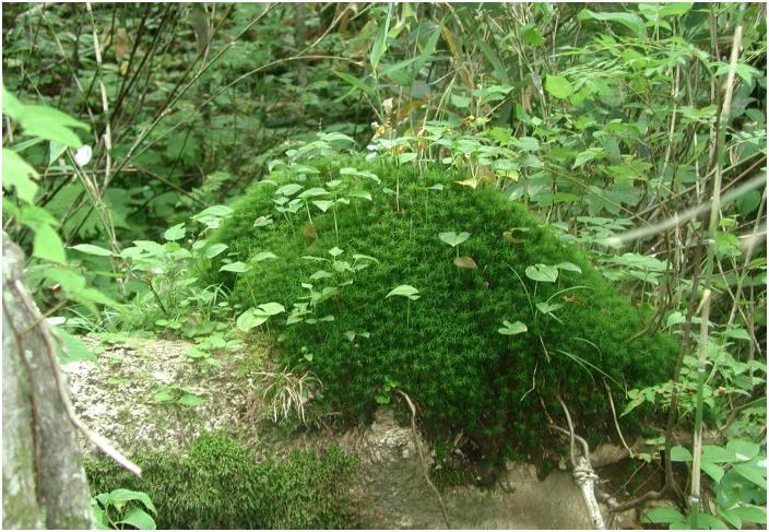 �|�ꂽ��؂ɖ~�͕��̎R�쑐���E�E�E�E