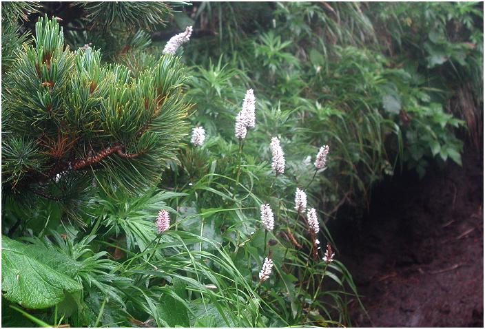 �u�C�u�L�g���m�I�v���A�`���R�`���ɁE�E�E�K�X���|�����Ă������߂Ɍ��z�I�ł����ˁI