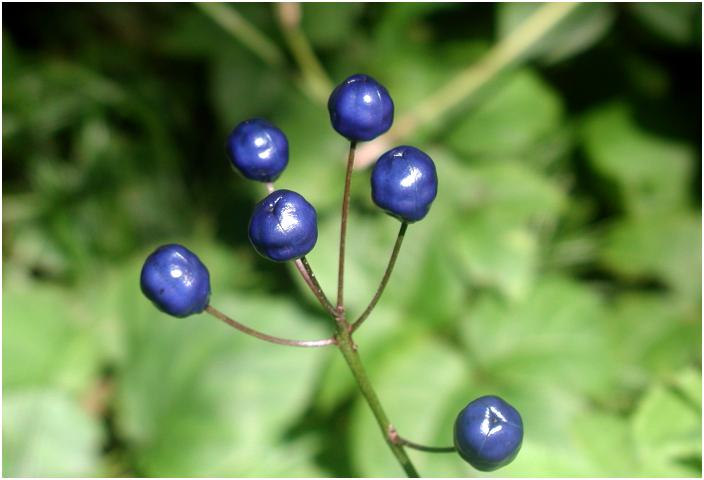 �o�R���[�Ō������������Y��Ȏ��A�u�c�o���I���g�v �R�쑐����̎œc�l����̃��[���ŉԖ����Ԉ���Ă��܂����̂ŕύX���܂����B(08/25)