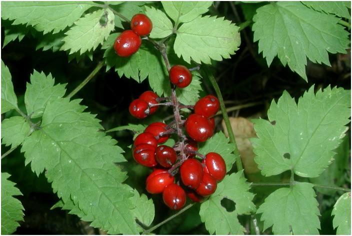 �o�R���[�Ō��������Ԃ����A�A�I�C�n�̗t���ςɂ悭���Ă��܂������������́H