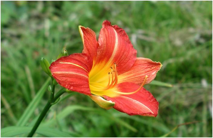 �o�R���x�e���t�߂ɍ炢�Ă����u�m�J���]�E�v