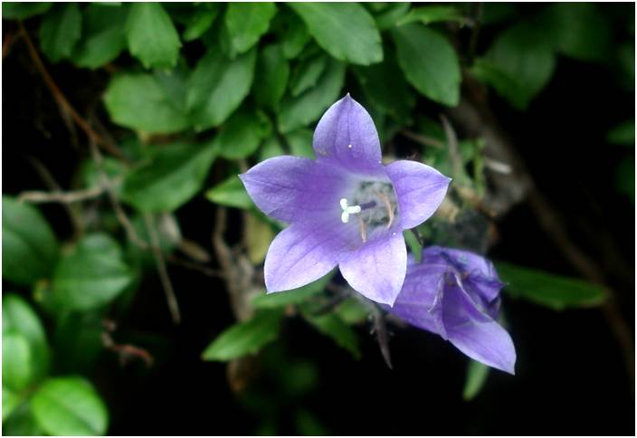 �A�b�v�ł����ꖇ�I