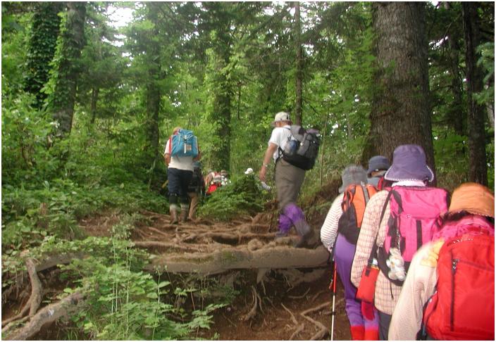 �R���ڕӂ�̓o�R���A�G�]���т̒����E�E�E