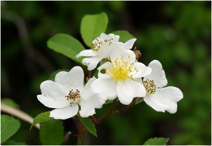 �l���\�쉈���Ō����ԁX�u��΂�H�v�@�@ �������L��������܂����I