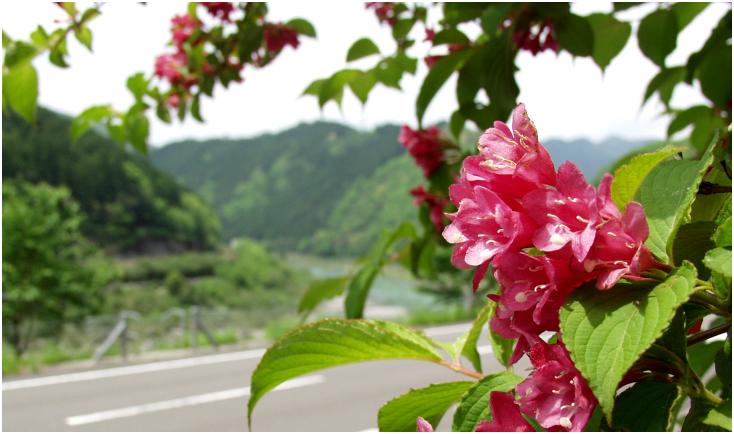 �����̉E�݂ɍ炢�Ă����E�E�E�̉Ԃ��牺������