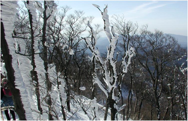 ����t�߂̃u�i�т̎��X