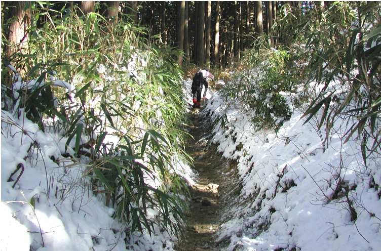 �o�R������͐��̖ؗ��ƌF���ɕ����钆����H�R����