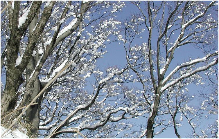 ���t�����u�i�ɂ������Ԃ��炢���悤�Ȋ����ł�