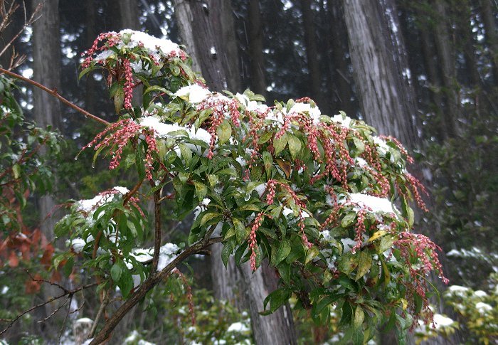 �ѓ��T�C�h�Ō��������A�ቻ�ς����A�Z�r���Q�ł��B