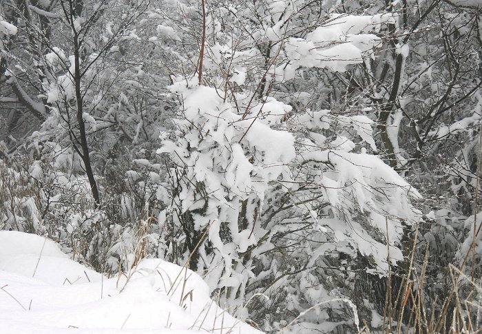 �Ⴂ�؂ɂ����X�̉Ԃ��E�E�E�E