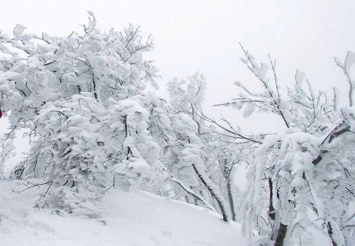 �������琔�V���b�g�̎��X�̒��߂����y���݉������B