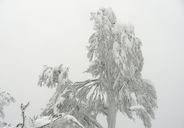 �R���t�߂̎��X�I