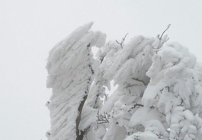 �R���t�߂̎��X�I�G�r�̐K���ɊF����A������Ă��܂����B