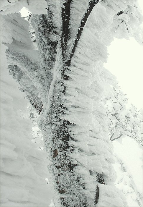 �R���t�߂̎��X�I