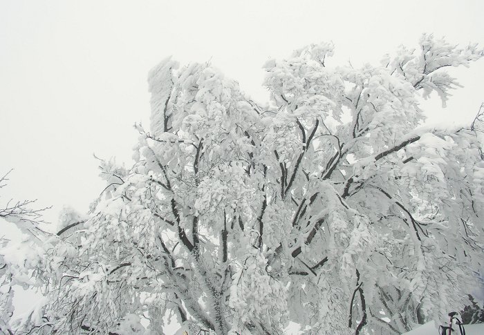 �R���t�߂̎��X�I