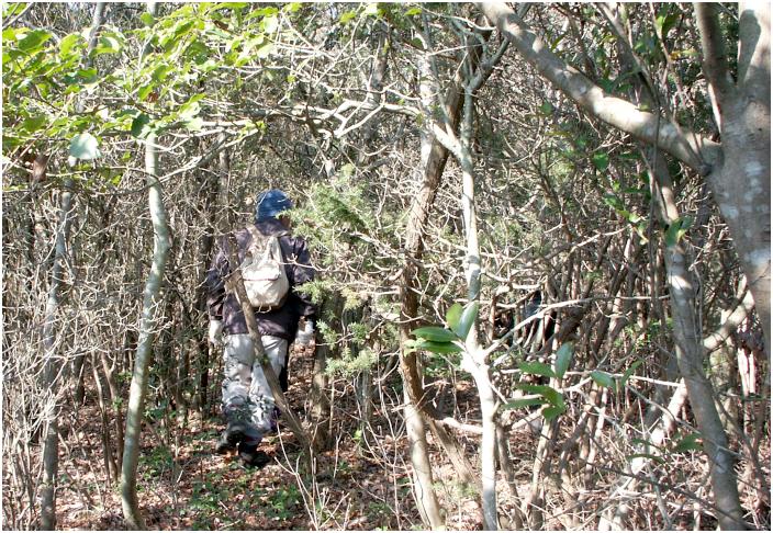 ���t���Ȃ̂ɁA�E�b�\�E�Ƃ����G�ؗт̘A���ł��I