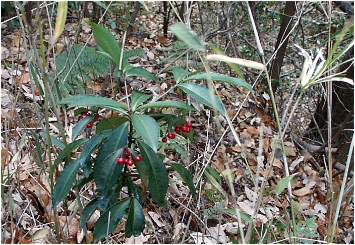 �����H�̑����ɐԂ����̕t�����������E�E�E�E�W�]���]�߂��A�B��̈Ԃ߂ł����I