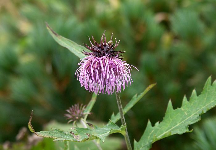 �^�e���}�A�U�~�i�L�N�ȁj