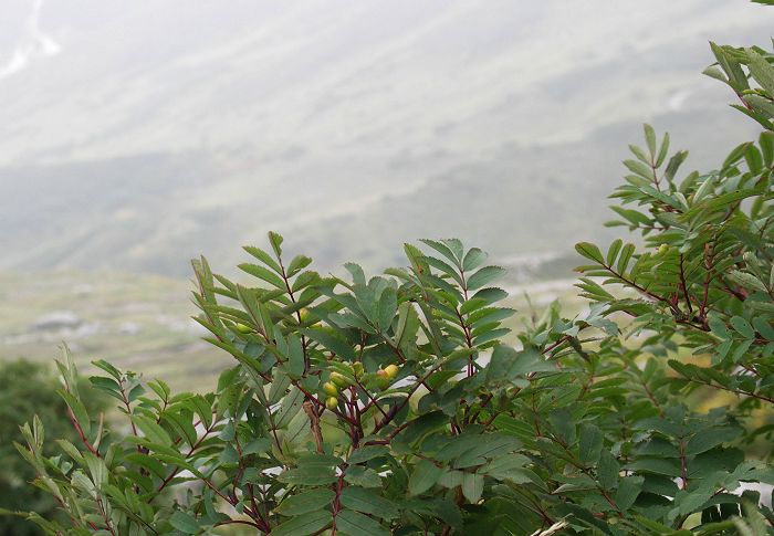 �����R�[�Ō��������i�i�J�}�h�i�o���ȁj