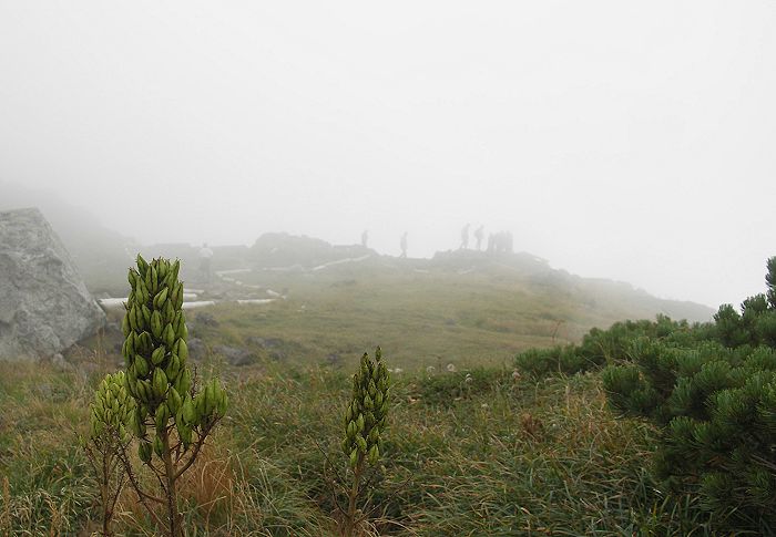 �ĎR�ł́A�����Ԏp�������Ă����R�o�C�P�C�\�E�i�����ȁj�ɁA�傫�Ȏ��������ς��ł��B