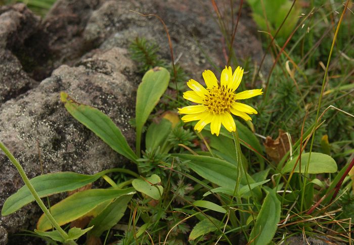 �����̃K���o�ɍ炢�Ă����A�E�T�M�M�N�i�L�N�ȁj