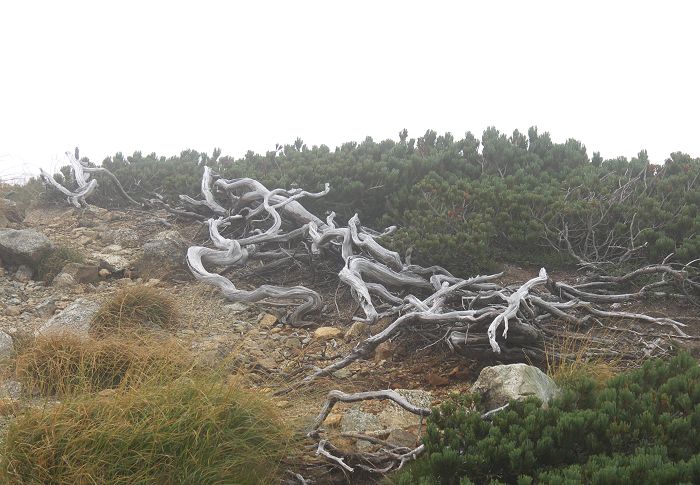 �n�C�}�c�̌͂ꂽ�c�[���A���R�̑��`���ł��ˁI