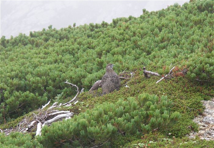 �n�C�}�c�̖΂݂̒��ɁA�������E�E�E�E