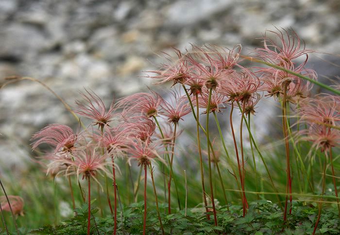 �����̎U�����T�C�h�ɂ̓`���O���}(�o����)�̉Ԍオ�����ł��I