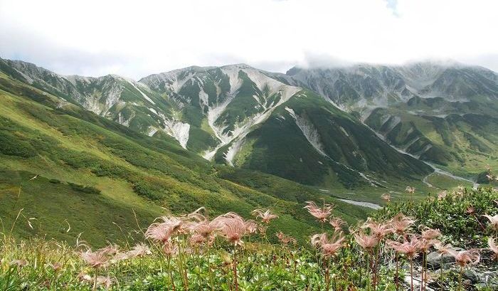 �����₩�痧�R�A�R ��O�́A�`���O���}�̉Ԍ�